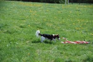 Coursing 
