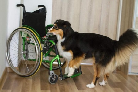 Budoucí vodící a asistenční pes Isabell