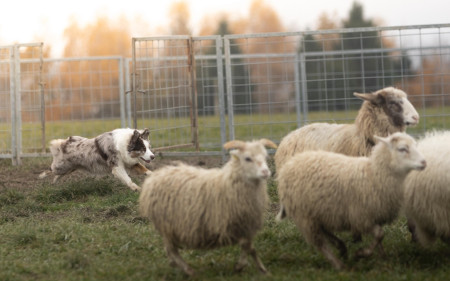 Kate - Kiki u oveček