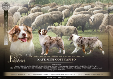 Plánujeme začátkem nového roku štěňata